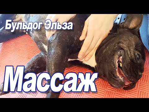 Видео: Массаж при проблемах с позвоночником у бульдога