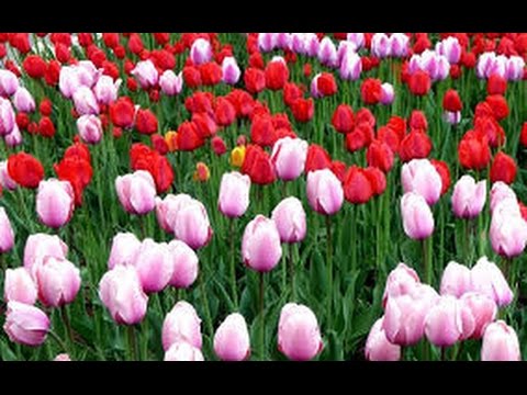 Видео: Хочи Мирзо-ам-193 Рамазон