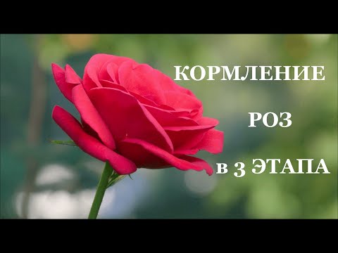 Видео: Схема кормления Роз в 3 этапа. Елена Иващенко