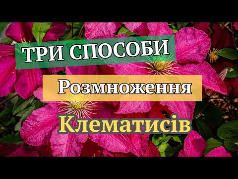 Видео: Як легко і швидко розмножити клематис. Клематис без витрат