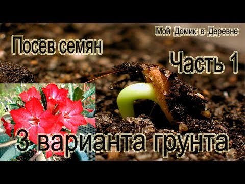 Видео: Адениумы! Посев семян! (Часть 1)