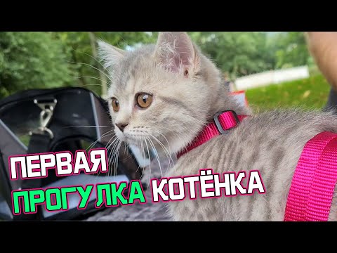 Видео: Первая прогулка котёнка в Германии | Влог