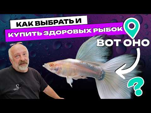 Видео: Как не купить больных рыбок? Реальный опыт с птичьего рынка и зоомагазина от опытных акваримистов!