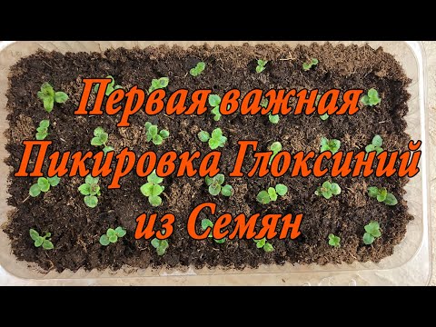 Видео: Первая важная пикировка Глоксиний, выращенных из семян. 3 часть