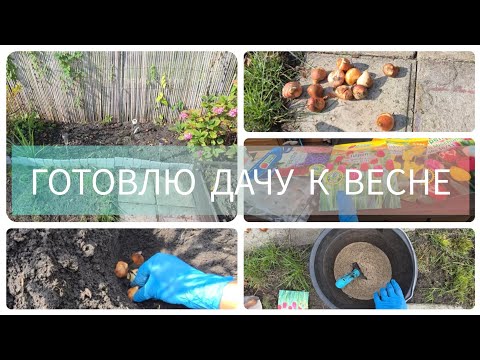 Видео: ПОСАДИЛА ТЮЛЬПАНЫ🌷КАК ГОТОВЛЮ КЛУМБЫ НА ДАЧЕ #дача#посадка#германия#мойсад#цветы#букет#идея#луковицы