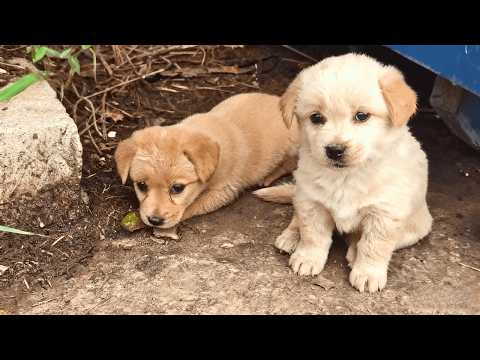 Видео: Два щенка с блохами у мусорного бака — ветеринар предупредил, что они могут не выжить