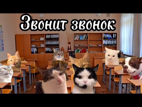 Видео: Рил: Мой обычный день понедельник 📚. Футажи в моём телеграм канале. Мемы с котами. Смешные котики.