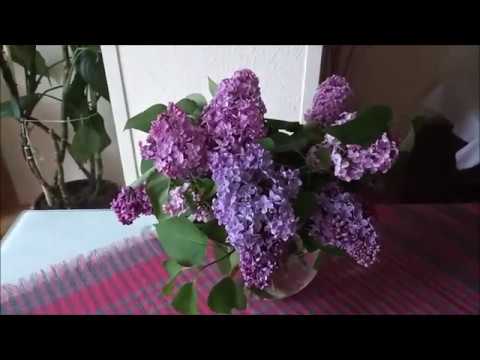 Видео: МОТИВАЦИЯ НА УБОРКУ,ГОТОВЛЮ КУРИНЫЙ СУП-ЧИХИРТМА,ШАУРМА, ПИРОГ НА СКОРУЮ РУКУ😋,