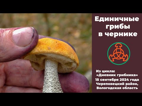 Видео: Единичные грибы в чернике. Дневник грибника 15 сентября 2024 года.