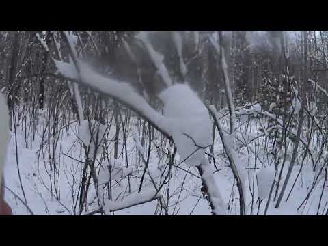Видео: Пока единственная добытая куропатка. Погоня за ней. Одна из первых моих охот.