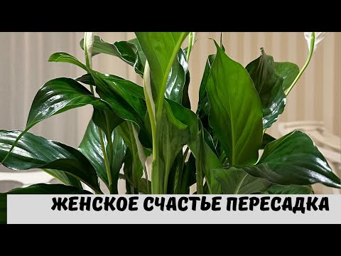 Видео: Женское Счастье (Спатифиллум ) Листья   Чернеют, Причины и Пересадка