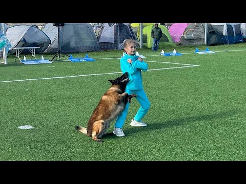 Видео: Учёный пёс: танцы с собаками. Полина Ганжа (10 лет) и малинуа Линия Грации Сабур Гранд.