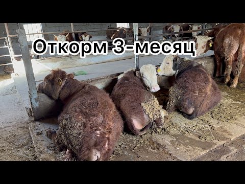 Видео: Откорм Быков , пошел 3-месяц откорма, рассказываю про ферму, быков
