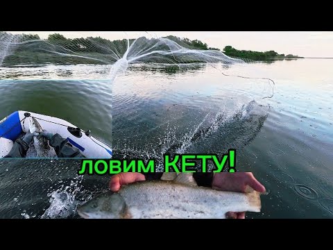 Видео: Ловлю Кету и СЕМГУ на кастинговую сеть в море 🌊. #fishing #낚시 #рыбалка #automobile #beach 
