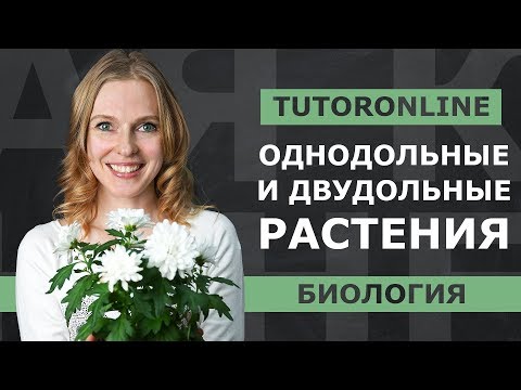 Видео: Биология | Однодольные и двудольные растения