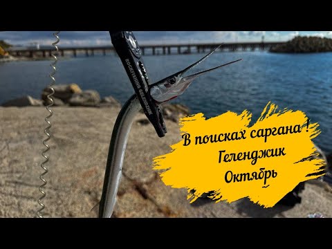 Видео: В поисках саргана! Геленджик Октябрь