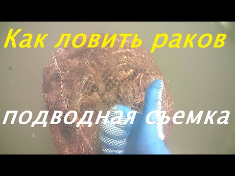 Видео: Как ловить раков руками / где искать раков / очень поучительное видео