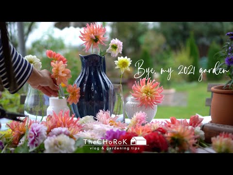 Видео: (SUB) О том, что я делал перед морозием | далия Флоуэр урожай | морозистый сад Сценарий