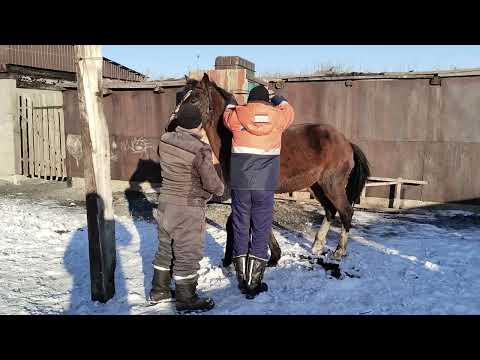 Видео: Саумалкөлге Подписчиктер келді#байге #байтал #аламанбайге