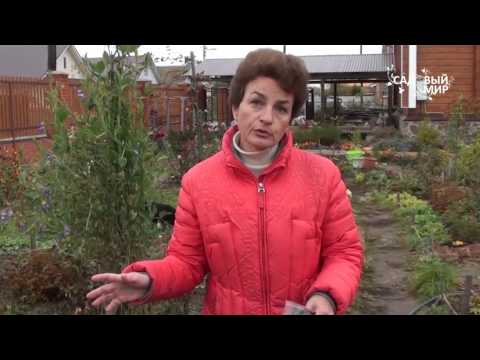 Видео: Как бороться с сорняками Земляника на черной пленке