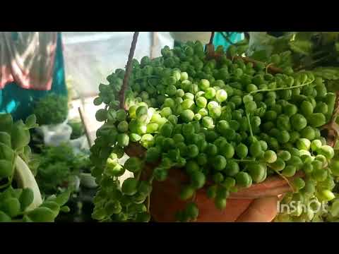 Видео: прогуляемся по моему хозяйству🤗