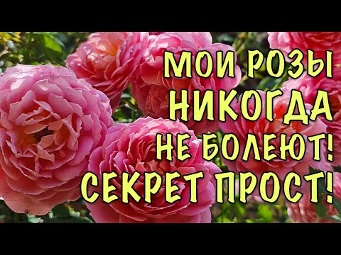 Видео: ХВАТИТ МУЧАТЬСЯ с БОЛЕЗНЯМИ РОЗ! Делайте ТАК ЖЕ и Ваши розы БУДУТ ЗДОРОВЫМИ ДО САМОГО УКРЫТИЯ!