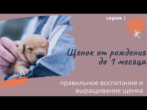 Видео: Щенок от рождения до 1 месяца. серия 3