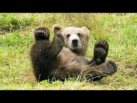 Видео: Малыши диких зверей: популярная энциклопедия | Film Studio Aves