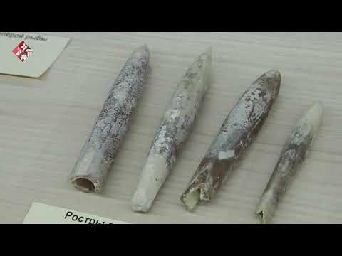 Видео: Обитатели древних морей: белемниты