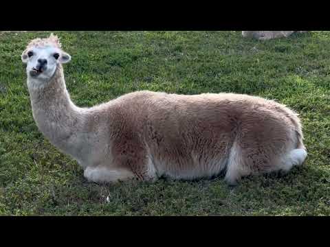 Видео: 1 .2 -января 24ж  Зоопарк 🦓🦒🐆🦏🦧🦌