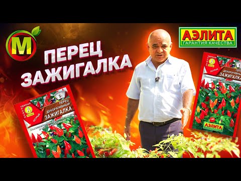 Видео: ВКУС ПЕРЦА ВНЕ КОНКУРЕНЦИИ – Перец Декоративный ЗАЖИГАЛКА