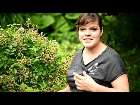 Видео: Летняя обрезка роз / Как определить дички и как их правильно обрезать / Розы в саду