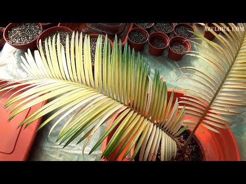 Видео: СПАСЛИ ПОЖЕЛТЕВШИЙ ЦИКАС ОТ ГИБЕЛИ!