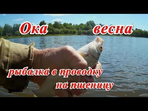 Видео: Весенняя рыбалка в проводку на пшеницу. Ока 2019г.