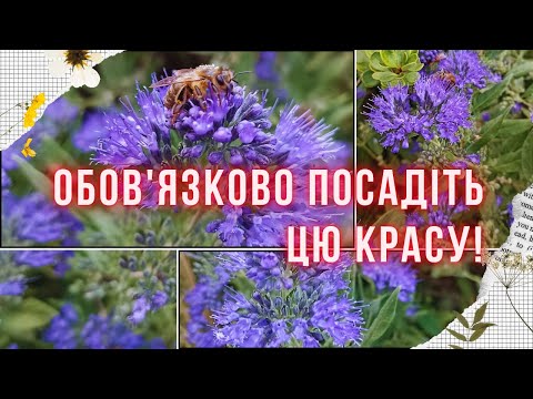 Видео: КАРІОПТЕРІС - квітуче диво вересня. Мінімум догляду та максимум краси! Вирощування та розмноження