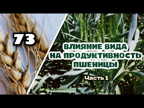 Видео: Урожайность пшеницы будущего, часть (1)