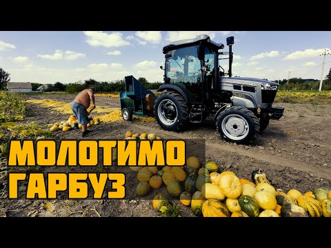 Видео: 🎃 Почав молотити гарбуз! Скаут ТЕ 504С + комбайн Мороза в роботі!