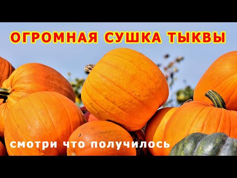 Видео: ОГРОМНАЯ сушка тыквы Смотри что получилось
