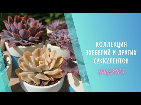 Видео: Моя коллекция растений #3🌱Эхеверии и другие суккуленты ▪️ Июль 2025
