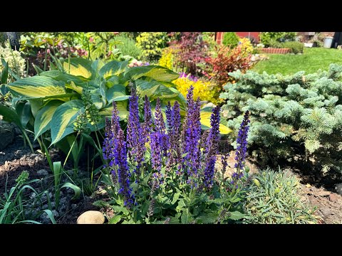 Видео: Новинки❗️для моего сада: КЛЕМАТИС, вечнозелёная МАГНОЛИЯ, ЭДЕЛЬВЕЙС .. и другие растения 🌟Neue Pflan