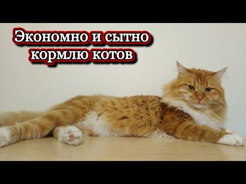 Видео: Экономно и сытно кормлю котов #животные #кот #кошка #меню #питомцы #еда #мясо