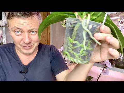 Видео: орхидеи с магазина цветущие ГОДАМИ НЕ ПЕРЕСАЖИВАЮ уход за орхидеями после покупки