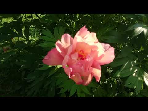 Видео: Пионы сложных оттенков.