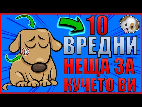 Видео: Топ 10 вредни неща, които правите на кучето си, без дори да осъзнавате