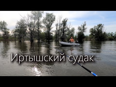 Видео: Иртышский судак, Zander