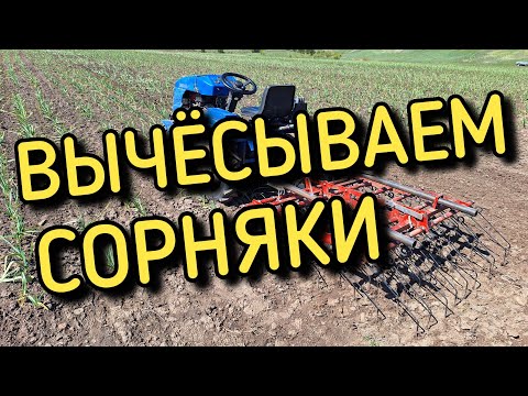 Видео: Прополка чеснока штригельной бороной