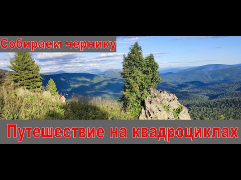 Видео: Собираем чернику на горе Топхан | Путешествие на квадроциклах | Горная Шория | Кузнецкий Алатау