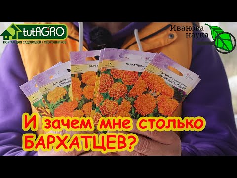 Видео: ЭТОТ ПОПУЛЯРНЫЙ ЦВЕТОК ТВОРИТ ЧУДЕСА С САДОМ И ОГОРОДОМ! Сею бархатцы и беды не знаю!