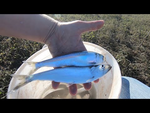 Видео: Ловля Селедки на Спиннинг///река Днестр.