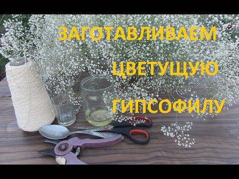 Видео: СОХРАНЯЕМ МАХРОВУЮ ГИПСОФИЛУ ТРЕМЯ СПОСОБАМИ!!!